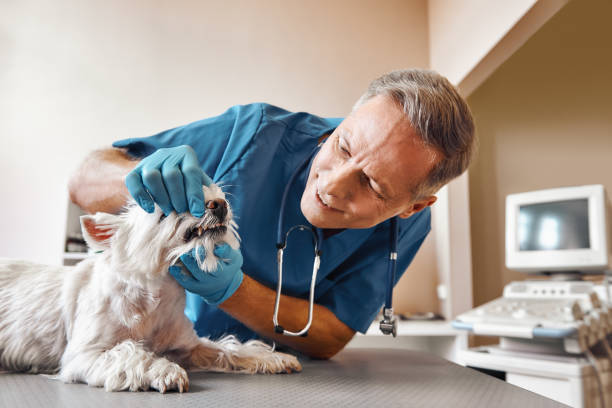 Best Pediatric Emergency Dentist in Schofield, WI